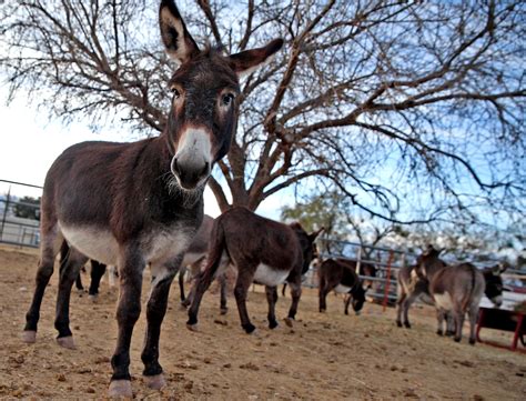 Donkey rescue - Our Rescue. Peaceful Valley's Mission is to provide a safe and loving environment to all donkeys that have been abused, neglected or abandoned and wild burros under threat of destruction.